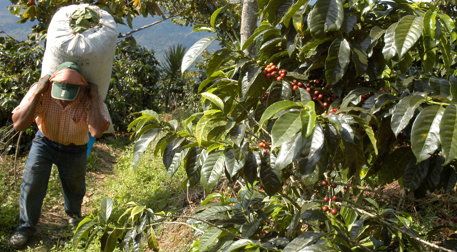 Robusta harvest